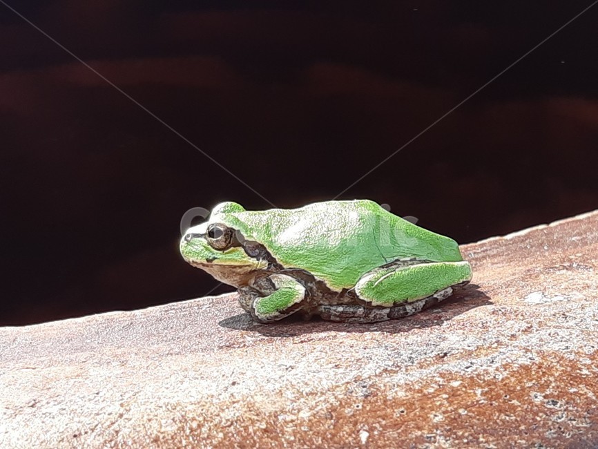 청개구리,파충류,개구리,항아리,장독,frog,wildlife,동물,animal,파충류,양서류,reptile,amphibian