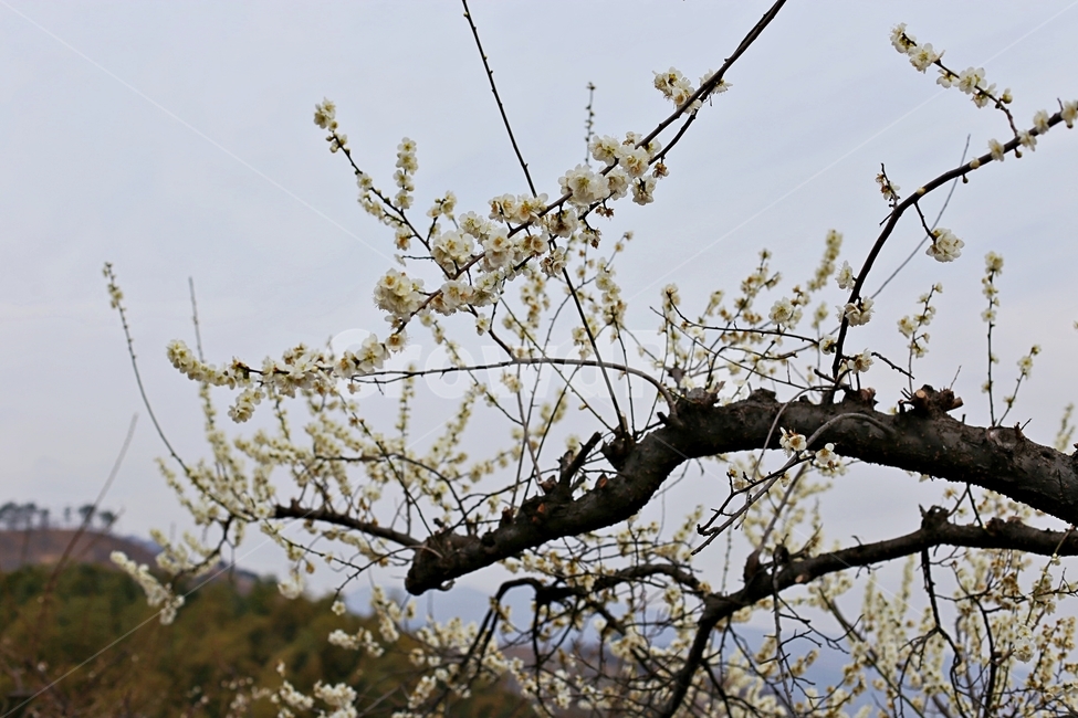hadong,하동,매화축제,매화,매화꽃,꽃,flower,봄,계절,spring,season,식물,자연,plants,nature,꽃,flower,plant