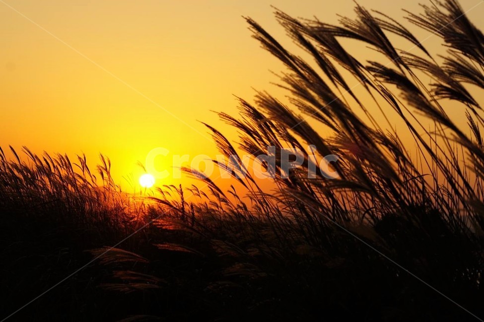 가을,억새,식물,자연,일몰,석양,감성,서정,fall,바람,풍경,nature,autumn,태양,계절,season,가을,계절,fall,autumn,season,자연,풍경,nature,landscape,plant,grass,잔디,outdoors,옥외