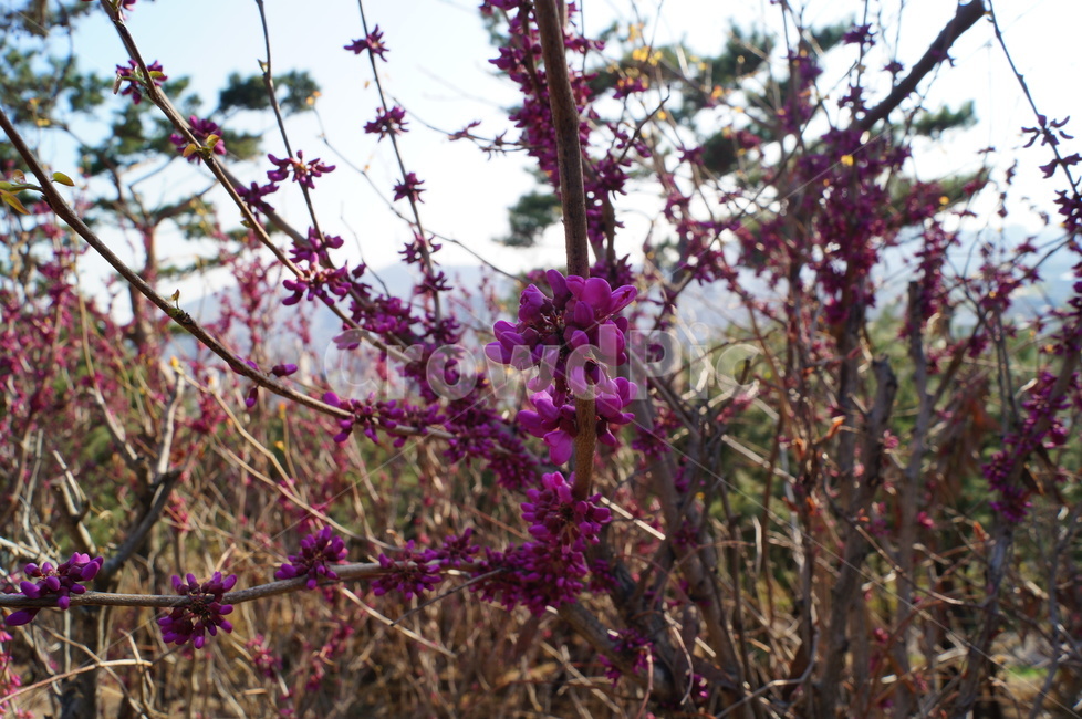 봄,꽃,자연,flower,spring,봄,계절,spring,season,식물,자연,plants,nature,꽃,flower,plant,blossom