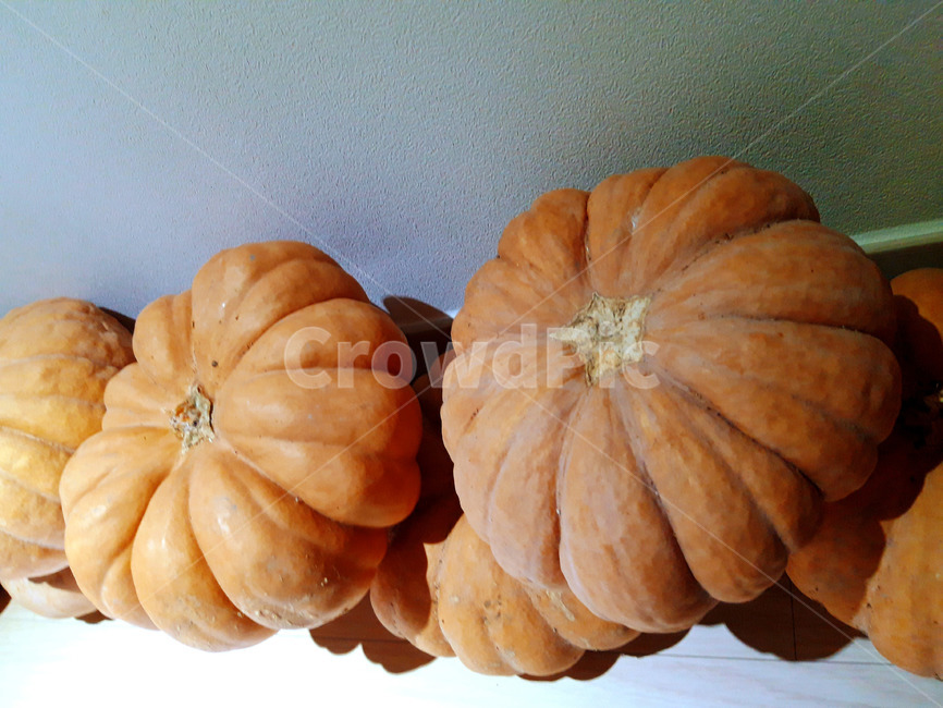 호박,늙은호박,수확,식재료,채소,음식,식품,야채,pumpkin,food,cook,meal,음식,식재료,요리,food,cook,meal,dishes,food reserves,채소,야채,vegetables