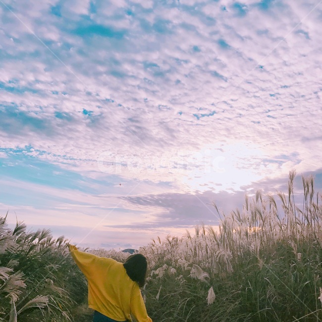 제주도,새별오름,갈대,자유,비행,구름,노을,하늘