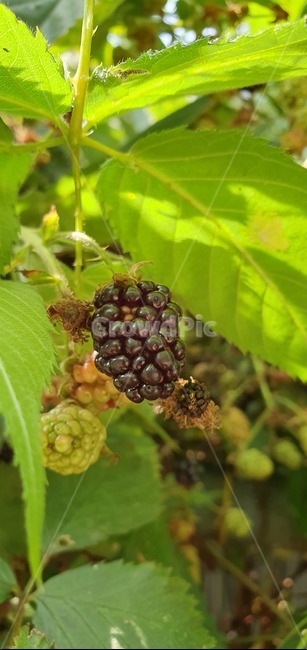 raspberry,산딸기,fruit,과일,food,음식,건강,과일,열매,fruit