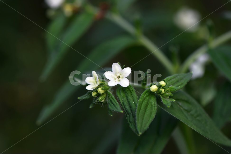 지치,야생화,꽃,식물,자연,생태,플라워,flower,plants,nature,식물,자연,plants,nature,꽃,flower