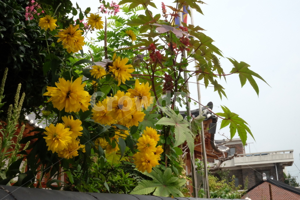 꽃,노란꽃,하늘,초록,나무,봄,계절,spring,season,식물,자연,plants,nature,꽃,flower,plant