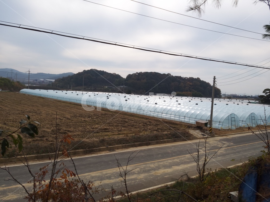 가을밭,하우스,농사,도로,시골,농업,농사,agriculture,farming,farming industry