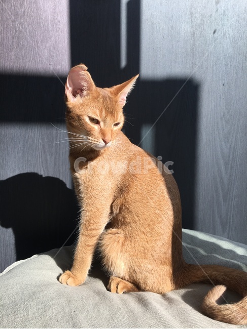 고양이,냥이,꾹꾹이,졸귀탱,고냥이,동물,animal,포유류,mammal,고양이,cat,kitten,kitty