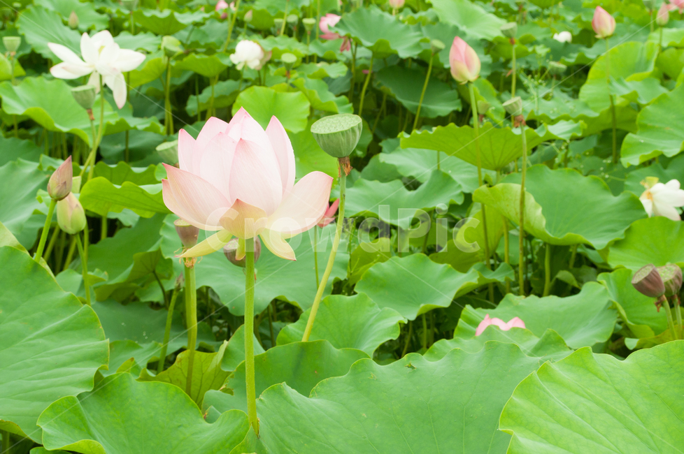 연꽃,lotus,연못,꽃,연잎,여름꽃,자연,flower,pond,안압지,연꽃단지,식물,자연,plants,nature,꽃,flower