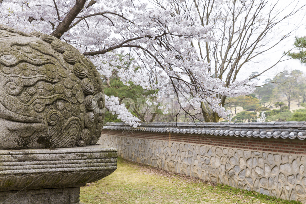 봄,해태상,석상,풍경,조형물,담장,벗꽃,돌담길,봄,계절,spring,season,한국전통,한국문화,korean traditional,korean culture,조각상,동상,석상,조형물,statue,bronze statue,stone statue,plant,식물
