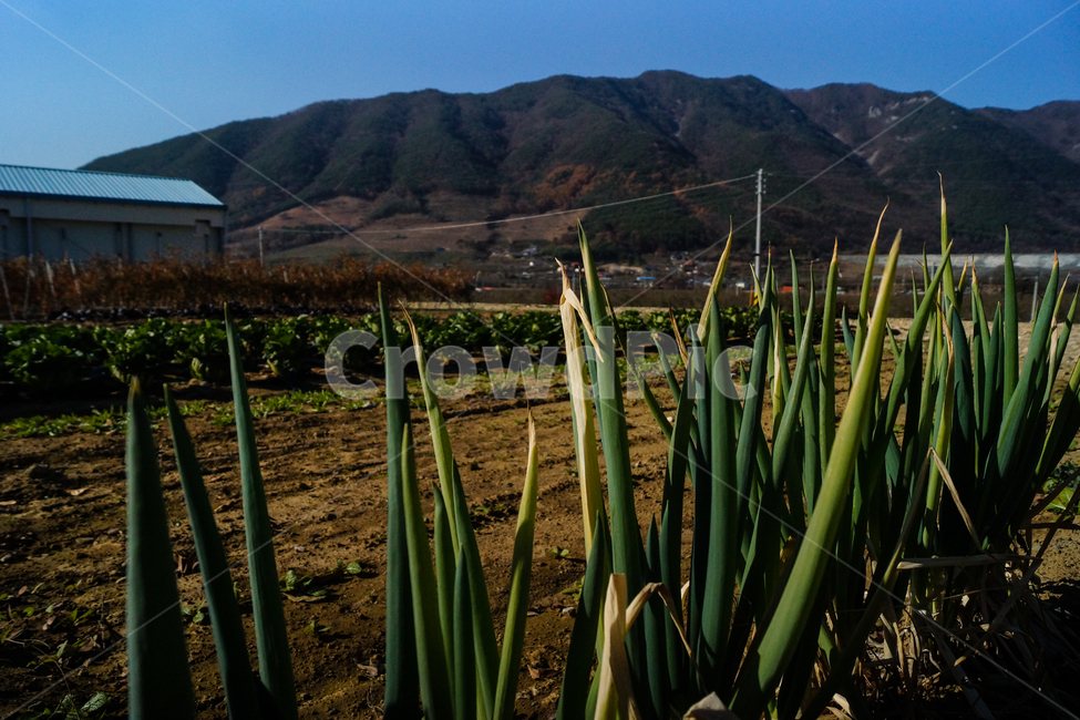 풍경,고추,배추,파,농장,산업,industry,industrial,농업,농사,agriculture,farming,farming industry