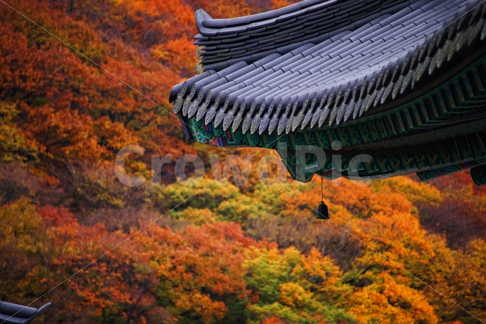 가을,자연,절,계절,단풍,노랑색,빨강색,나무,풍경,감성,fall,autumn,temple,yellow,red,plant,season,landscape,sensitive,가을,계절,fall,autumn,season,한국전통,한국문화,korean traditional,korean culture,건축물,건물외관,exterior,building,structure,architecture,construction,신전,건물,shrine,신사,worship,예배