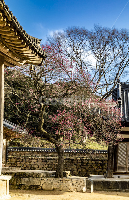 화엄사,사찰,국보,문화유산,홍매화,봄,흑매화,나무,담장,문화재,관광지,감성,기와지붕