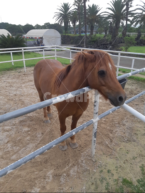 말,동물,귀여움,울타리,시무룩,동물,animal,포유류,mammal