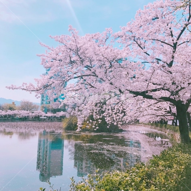 벚꽃,나무,벚꽃나무,호수,꽃