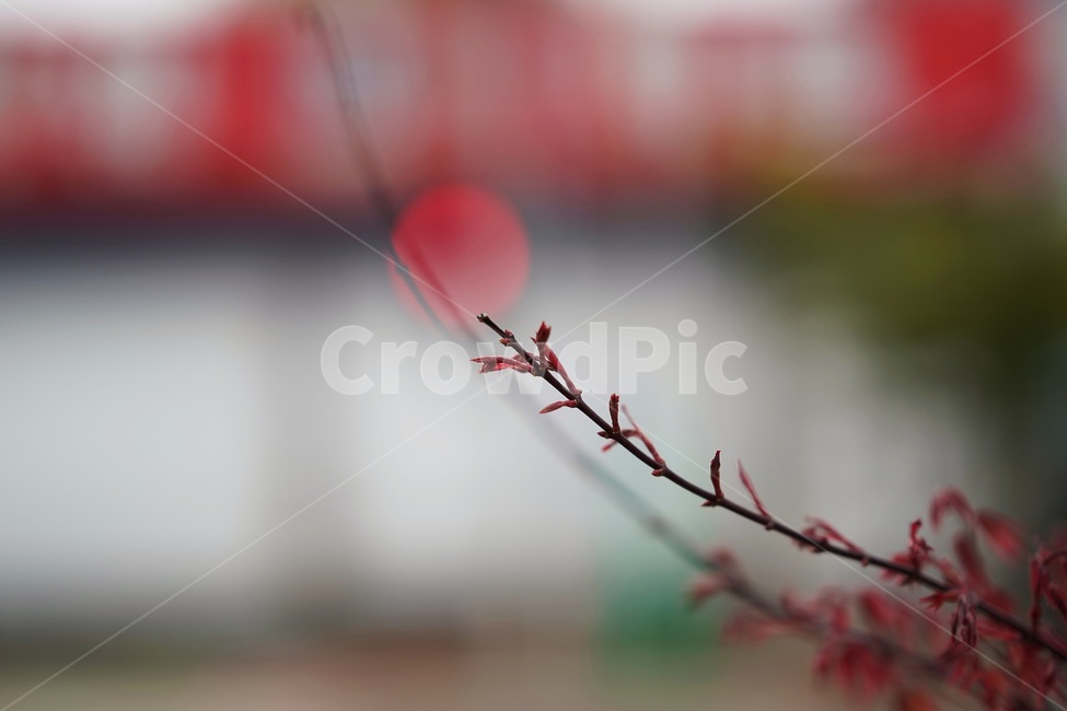 꽃,봄,보케,아웃포커싱,향기,식물,자연,plants,nature,감성,sensible,feeling