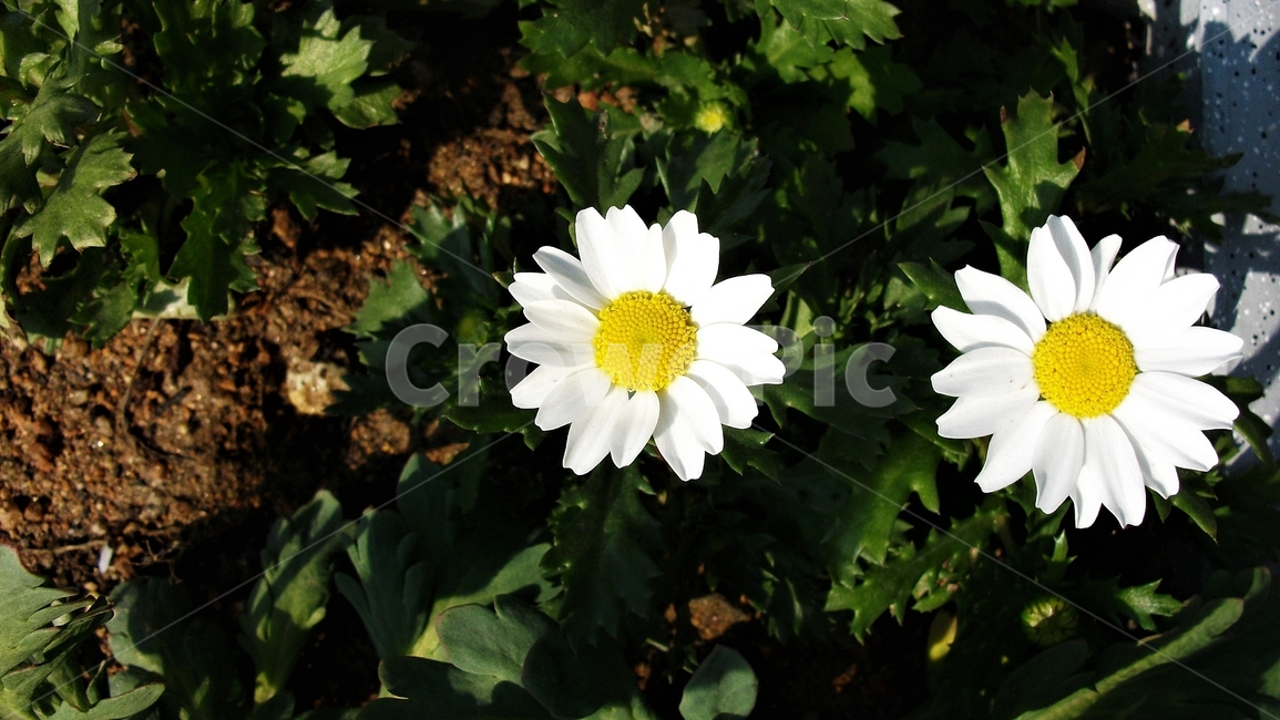 꽃,자연,식물,꽃잎,암술,수술,봄,spring,nature,bloom,petal,floral,scent,beautiful,plant,flower,식물,자연,plants,nature,꽃,flower