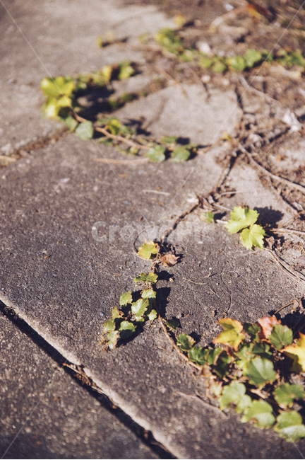넝쿨,바닥,벽,담쟁이넝쿨,초록,녹색,green,식물,자연,plants,nature