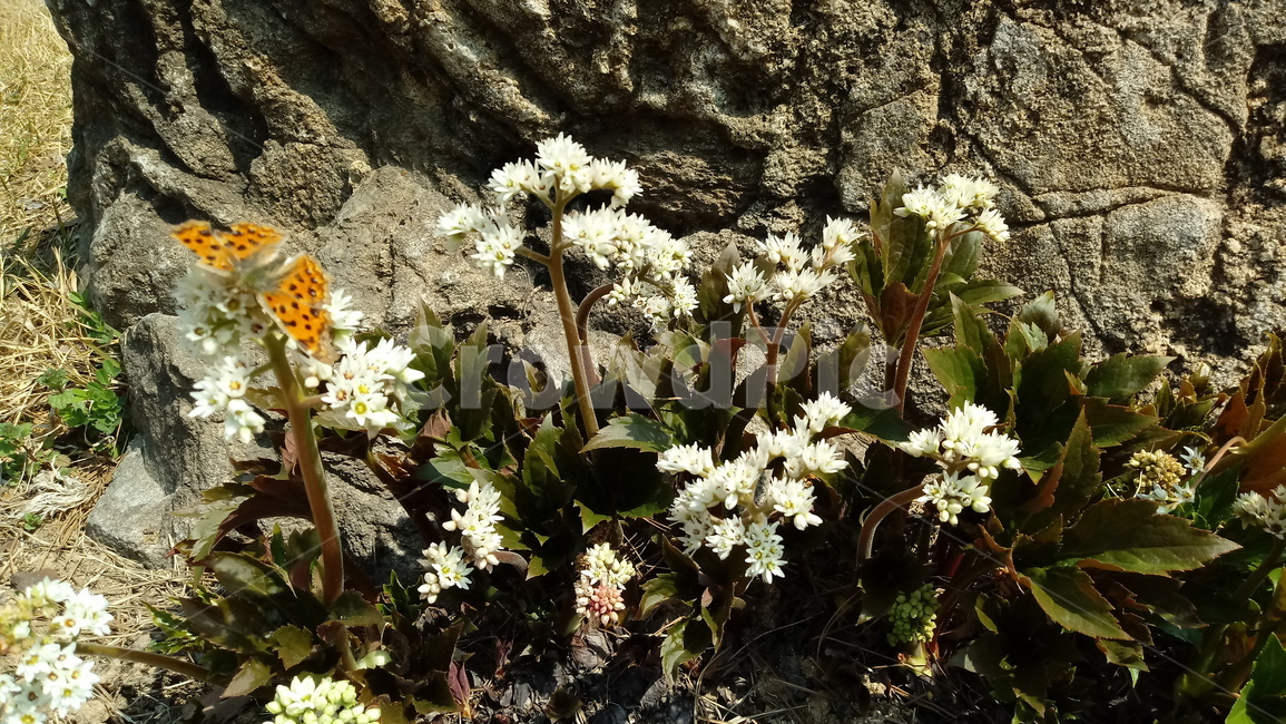 식물,나무,꽃,plant,blossom,flower,장장포,부처손,돌단풍,돌나리,추엽초,노호장,나비