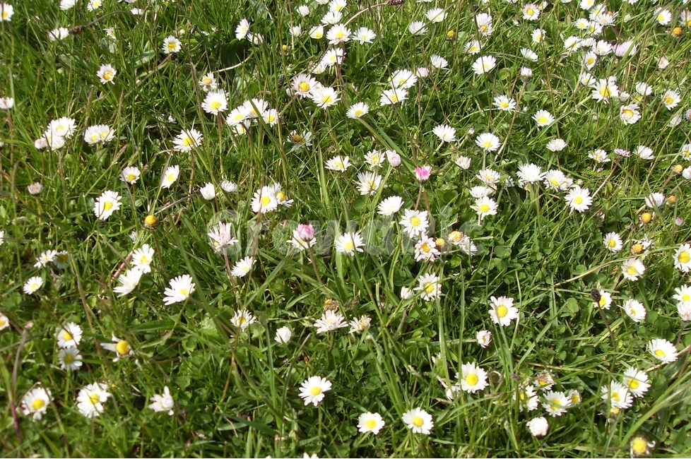 들곷,봄,영국,스코틀랜드,스트란라,하얀꽃,잔디밭,식물,자연,plants,nature,꽃,flower