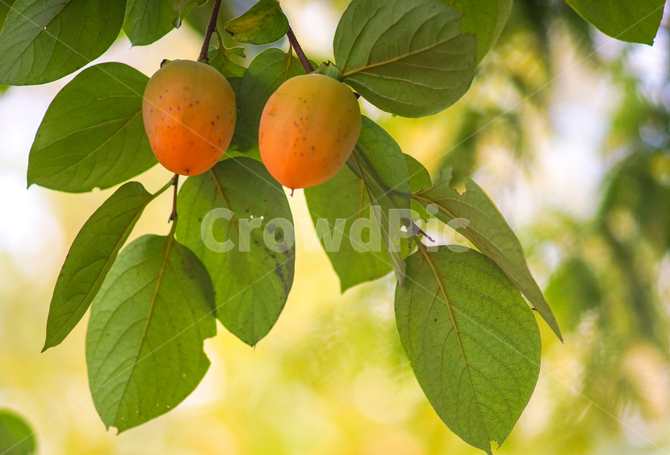 감,감나무,감잎,열매,과일,가을,농사,가을,계절,fall,autumn,season,식물,자연,plants,nature,과일,열매,fruit,plant,food,음식