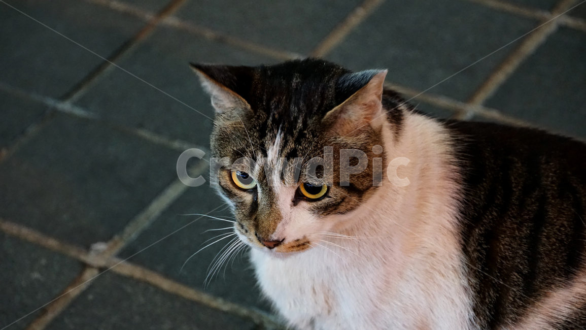 고양이,길고양이,동물,cat,animal,pet,동물,animal,포유류,mammal,고양이,cat,kitten,kitty