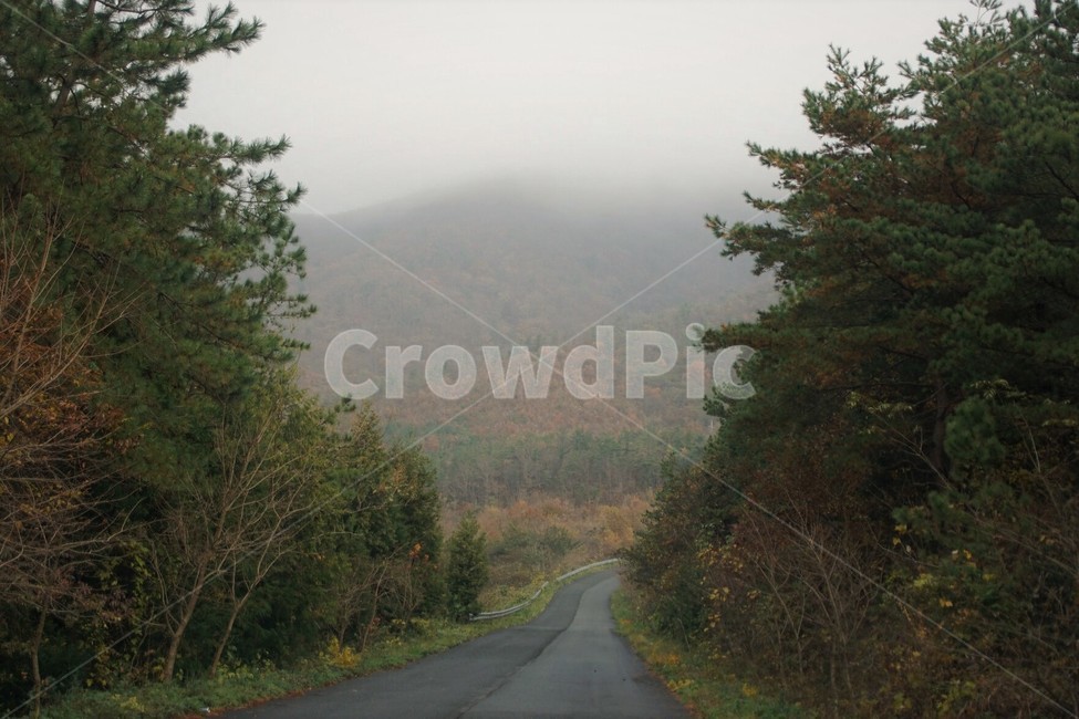 자연,나무,하늘,nature,frees,sky,길,태양,구름,산,초록,green,단풍,안개,sun,자연,풍경,nature,landscape,road,도로,tree,plant,식물,fir,전나무