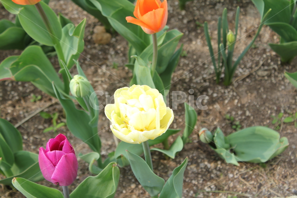 꽃,자연,식물,봄,봄꽃,아름다움,식물,자연,plants,nature,꽃,flower