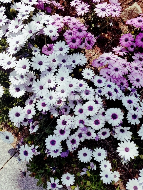 소국,국화,꽃,시작,밝음,식물,자연,plants,nature,꽃,flower
