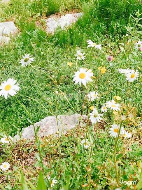 꽃,하얀꽃,그린,초록,시냇가,길가