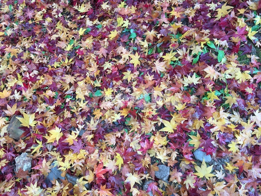 낙엽,단풍잎,가을,색,단풍,가을,계절,fall,autumn,season