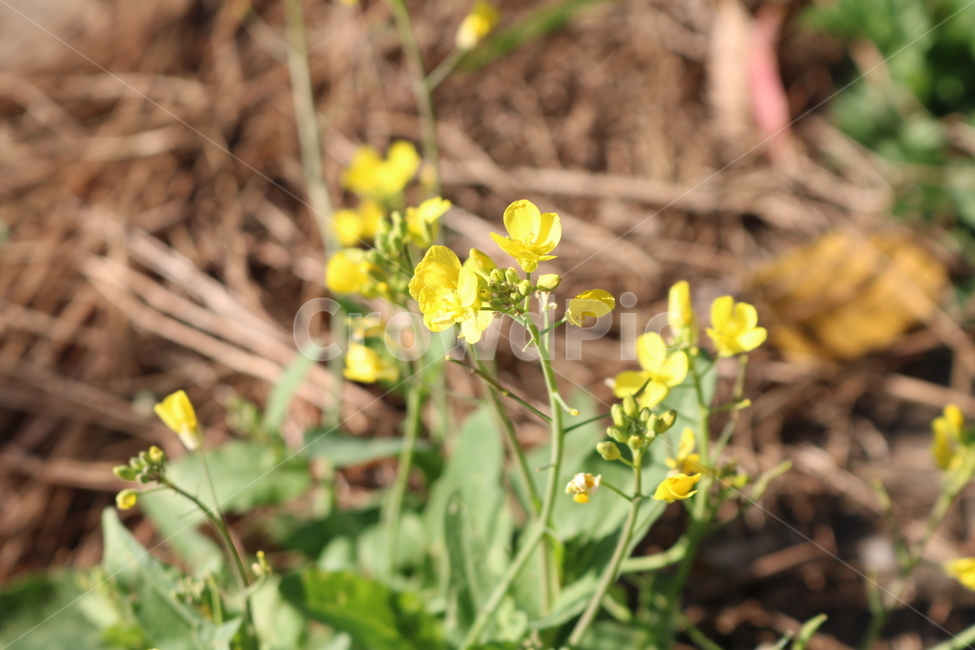 식물,plant,flower,꽃,blossom