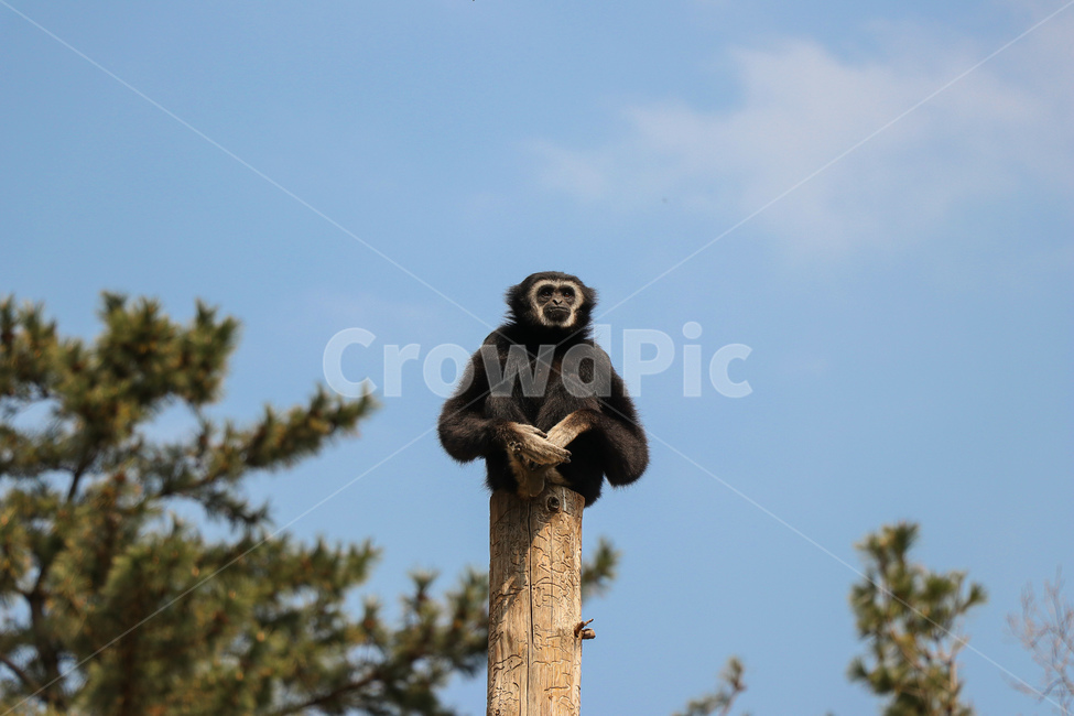 원숭이,야생동물,wildlife,monkey,동물,포유류,mammal,animal