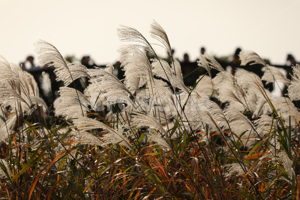 가을,갈대,바람,하얀,자연,가을,계절,fall,autumn,season,plant,식물,grass,잔디,lawn,reed