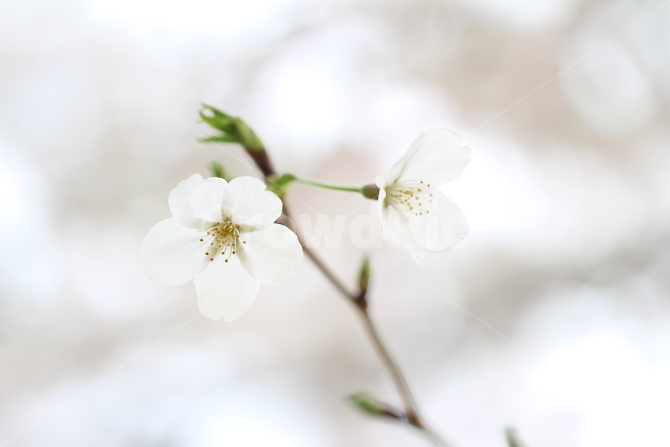 꽃,봄,감성,화이트,식물,배경,plant,blossom,flower,Background,봄,계절,spring,season