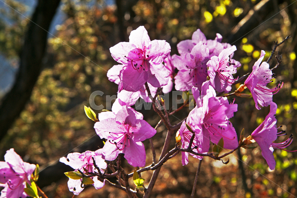 진달래,꽃,진달래꽃,koreanrosebay,쌍떡잎식물,식물,봄,계절,참꽃,두견화