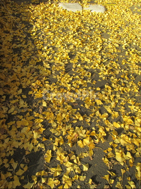 식물,은행잎,은행나무,가을,나뭇잎,fall,yellow,plant
