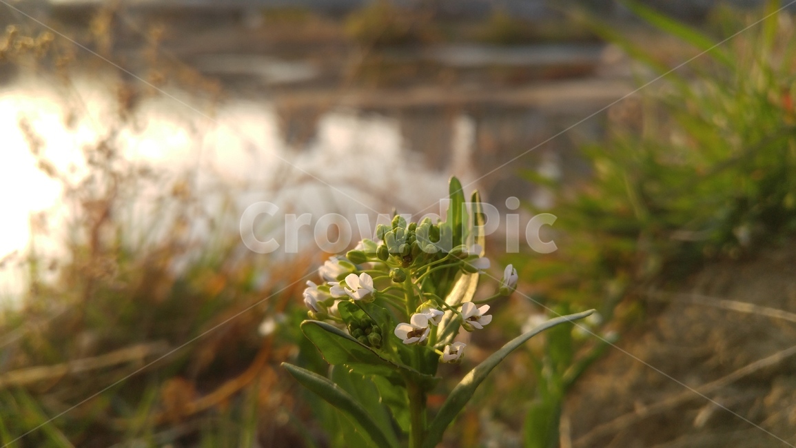 꽃,냉이꽃,흰꽃,흰색,녹색,연두색,식물,갈색,자연,배경,감성,계절,flower,whiteflowers,white,green,plants,nature,background,emotional,season