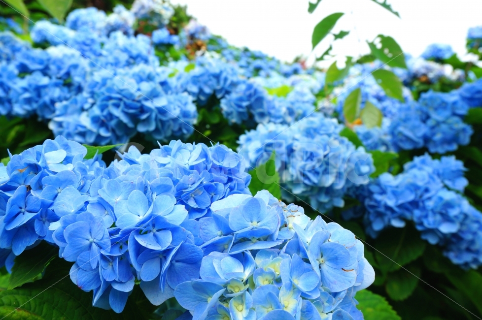 수국,오키나와,꽃,hydrangea,okinawa,여행,식물,자연,plants,nature,꽃,flower