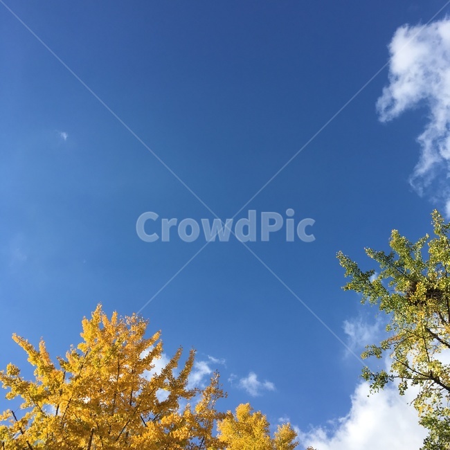 은행,노란,노랑,하늘,구름,나무,가을,계절,fall,autumn,season,자연,풍경,nature,landscape