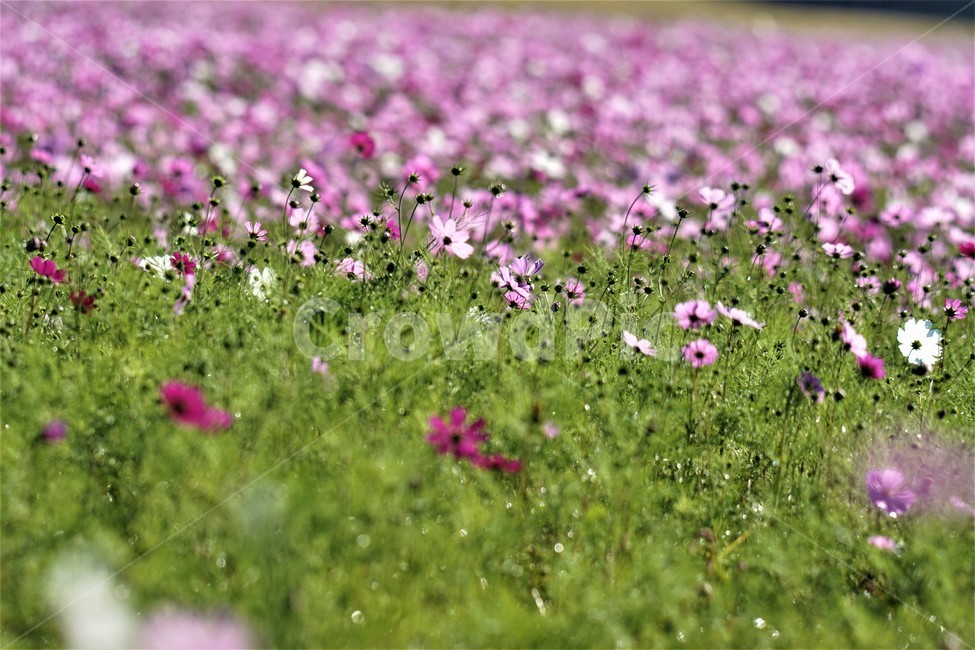 가을,코스모스,꽃,자연,식물,nature,계절,fall,autumn,season,flower,가을,계절,fall,autumn,season,식물,자연,plants,nature,꽃,flower,outdoors,옥외,field,들