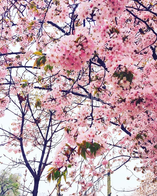 벚꽃,봄,꽃,cherryblossom,자연,spring,sakura,flower,나무