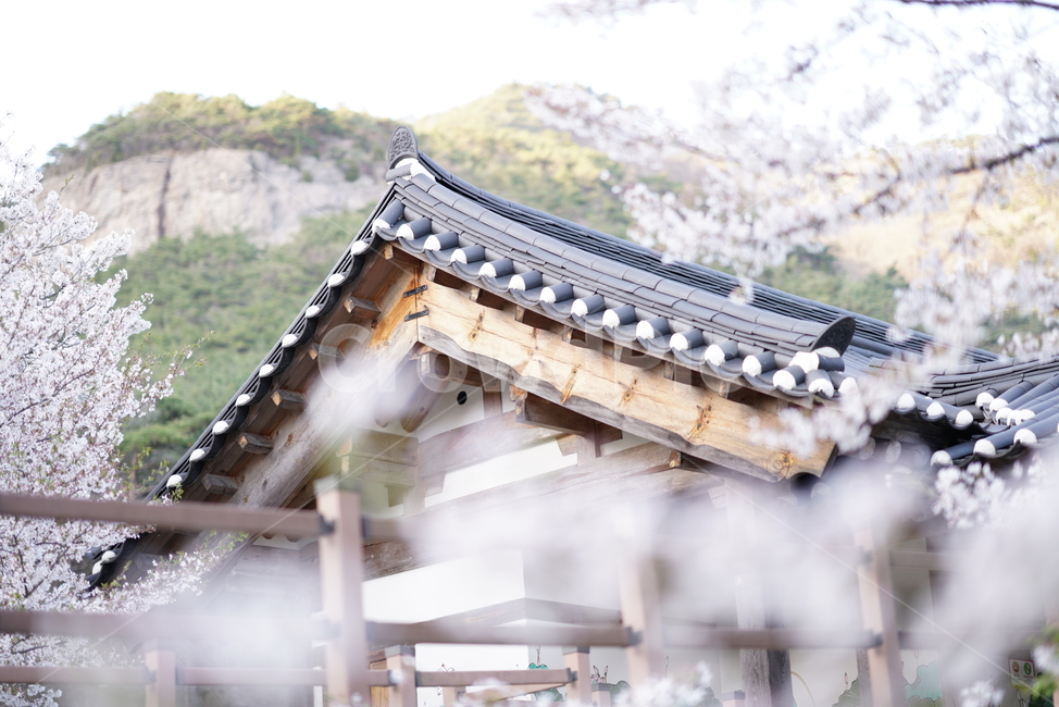 해우소,한옥,벗꽃,매화,전남,사찰,봄,계절,spring,season,한국전통,한국문화,korean traditional,korean culture,건축물,건물외관,exterior,building,structure,architecture,construction