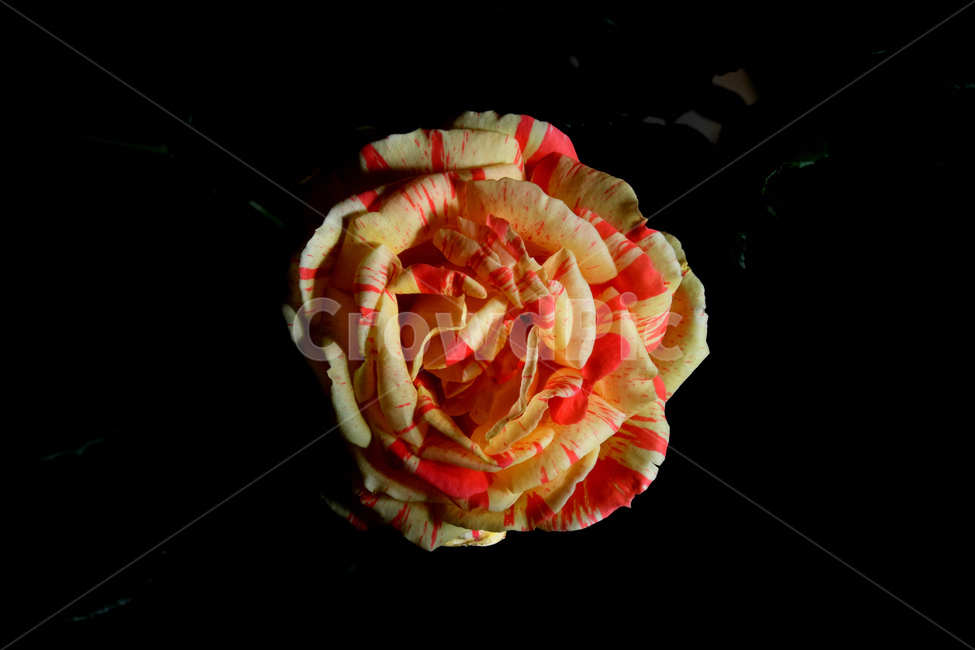 장미,장미꽃,꽃사진,식물,꽃,식물,자연,plants,nature,꽃,flower