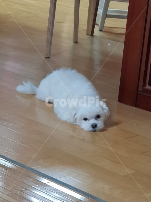 강아지,개,도그,dog,멍멍이,동물,animal,포유류,mammal,개,강아지,dog,doggy