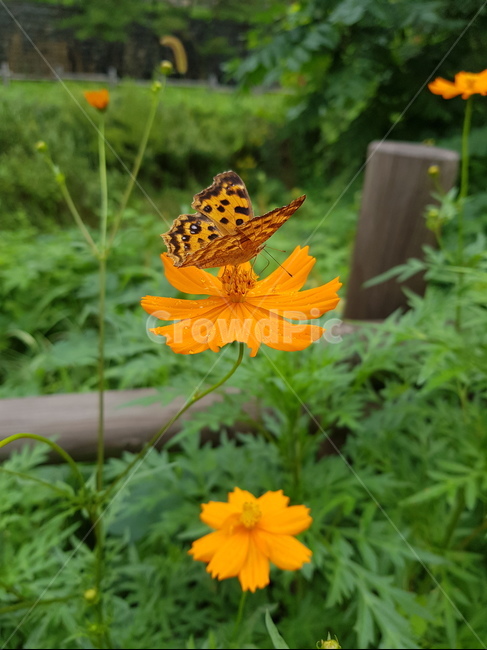 나비,네발나비,남방씨알붐나비,fourfootedbutterfly,butterfly,동물,animal,곤충,벌레,insect,bug