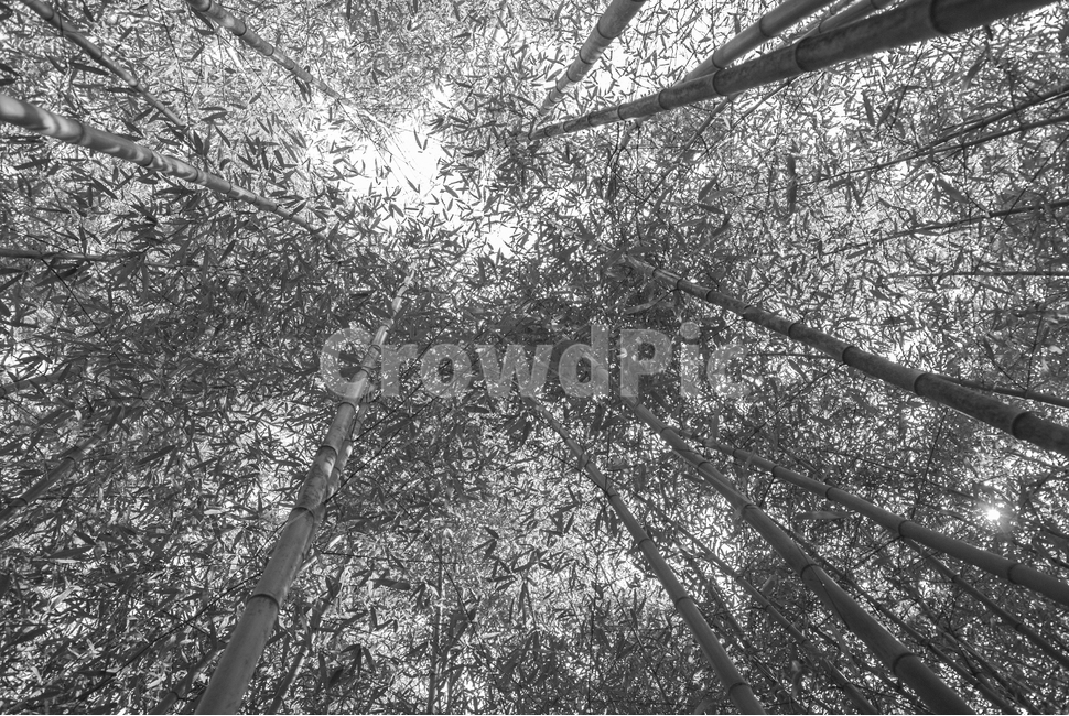 대나무,대나무숲,피톤치드,자라다,bamboo,식물,자연,plants,nature,나무,trees,wood