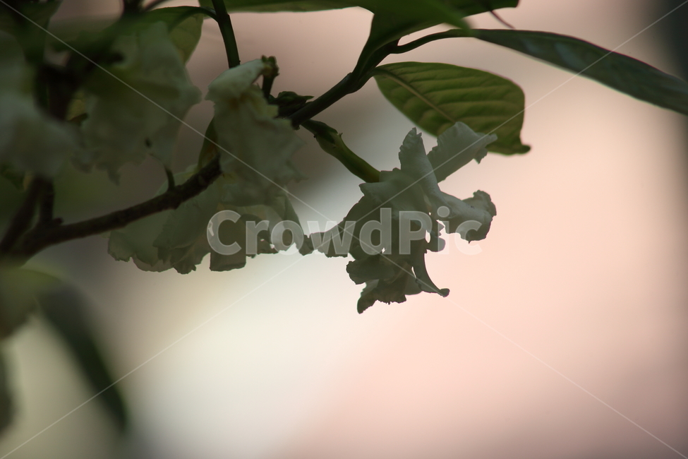 크레이프자스민,crapejasmine,evatamia,pinwheelflower,삼우화