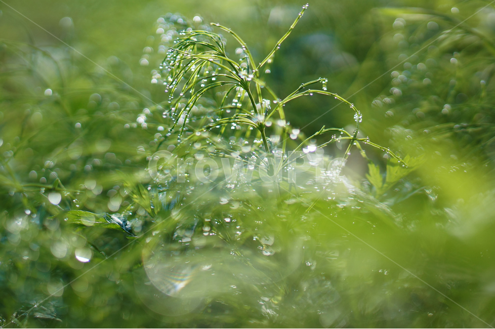 풀,아침,이슬,햇빛,보케,초록,풍경,식물,자연,plants,nature,휴식,힐링,rest,relaxation,healing