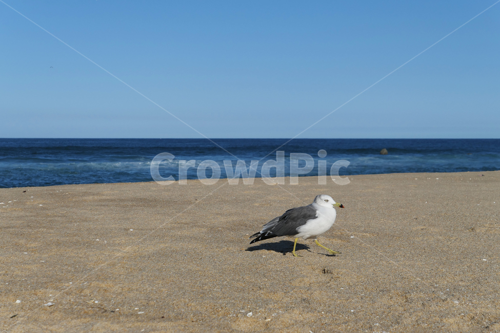 animal,동물,bird,새,seagull,갈매기,sea,sky,하늘,물,water,해안선,바다,자연,nature,옥외,ocean,해변,바다,beach,sea,동물,animal,조류,새,birds