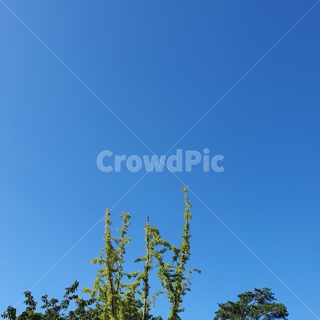 하늘,sky,푸른,파란색,blue,tree,나무,여름,summer,식물,자연,plants,nature,나무,trees,wood